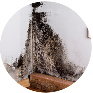 видалення плісняви